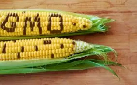 GMO Corn Approval: The Economic Benefits and Health Risk